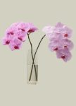 2 Cut Phalanopsis Orchids – 189 Aed