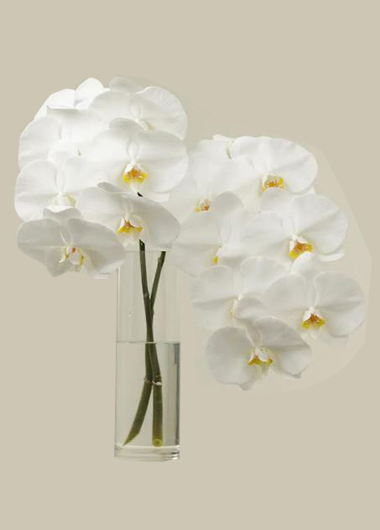 2 Cut White Phalanopsis Orchids