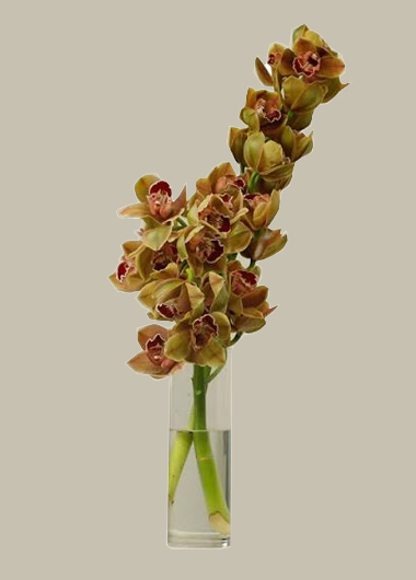 2 Green Cut Cymbidium Orchids