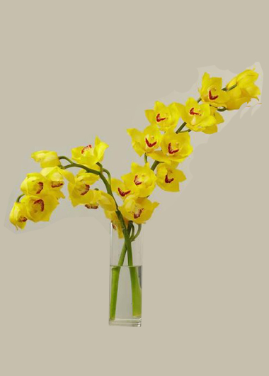 2 Yellow Cut Cymbidium Orchids