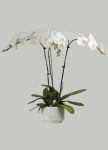 3 Phalanopsis Orchids Plant – 329 Aed