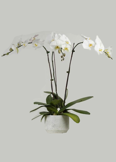 3 Phalanopsis Orchids Plant