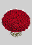 Classic Red Rose Dome